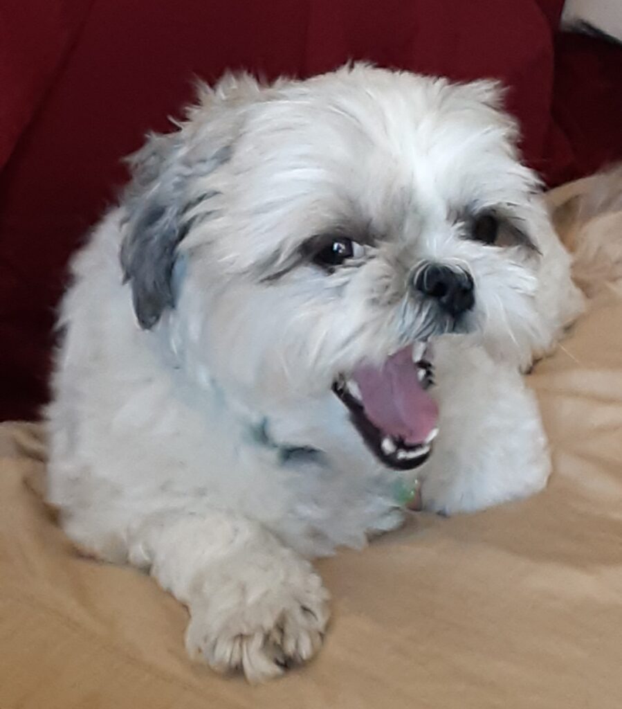 A photo of Lina's Shih Tzu yawning